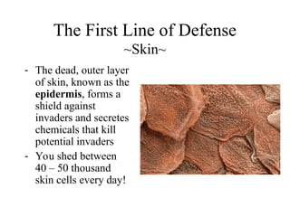 The First Line of Defense
~Skin~
- The dead, outer layer
of skin, known as the
epidermis, forms a
shield against
invaders and secretes
chemicals that kill
potential invaders
- You shed between
40 – 50 thousand
skin cells every day!
 