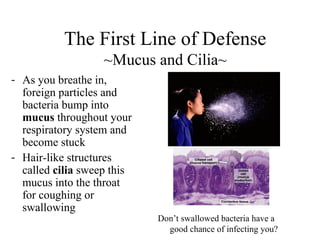 - As you breathe in,
foreign particles and
bacteria bump into
mucus throughout your
respiratory system and
become stuck
- Hair-like structures
called cilia sweep this
mucus into the throat
for coughing or
swallowing
The First Line of Defense
~Mucus and Cilia~
Don’t swallowed bacteria have a
good chance of infecting you?
 