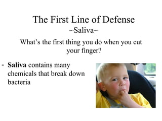 The First Line of Defense
~Saliva~
What’s the first thing you do when you cut
your finger?
- Saliva contains many
chemicals that break down
bacteria
 