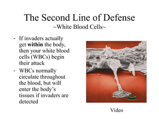 The Second Line of Defense
~White Blood Cells~
- If invaders actually
get within the body,
then your white blood
cells (WBCs) begin
their attack
- WBCs normally
circulate throughout
the blood, but will
enter the body’s
tissues if invaders are
detected
Video
 