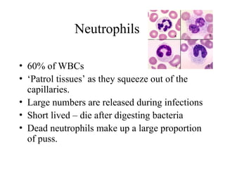 • 60% of WBCs
• ‘Patrol tissues’ as they squeeze out of the
capillaries.
• Large numbers are released during infections
• Short lived – die after digesting bacteria
• Dead neutrophils make up a large proportion
of puss.
Neutrophils
 