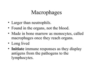 • Larger than neutrophils.
• Found in the organs, not the blood.
• Made in bone marrow as monocytes, called
macrophages once they reach organs.
• Long lived
• Initiate immune responses as they display
antigens from the pathogens to the
lymphocytes.
Macrophages
 