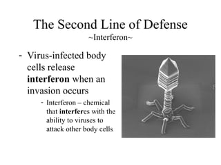 - Virus-infected body
cells release
interferon when an
invasion occurs
- Interferon – chemical
that interferes with the
ability to viruses to
attack other body cells
The Second Line of Defense
~Interferon~
 