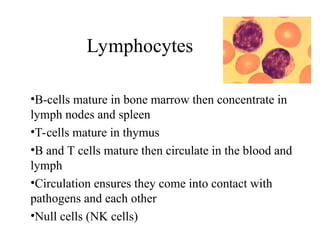 •B-cells mature in bone marrow then concentrate in
lymph nodes and spleen
•T-cells mature in thymus
•B and T cells mature then circulate in the blood and
lymph
•Circulation ensures they come into contact with
pathogens and each other
•Null cells (NK cells)
Lymphocytes
 