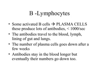 • Some activated B cells  PLASMA CELLS
these produce lots of antibodies, < 1000/sec
• The antibodies travel to the blood, lymph,
lining of gut and lungs.
• The number of plasma cells goes down after a
few weeks
• Antibodies stay in the blood longer but
eventually their numbers go down too.
B -Lymphocytes
 
