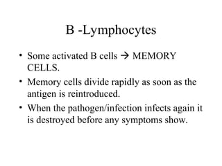 • Some activated B cells  MEMORY
CELLS.
• Memory cells divide rapidly as soon as the
antigen is reintroduced.
• When the pathogen/infection infects again it
is destroyed before any symptoms show.
B -Lymphocytes
 