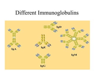 Different Immunoglobulins
 