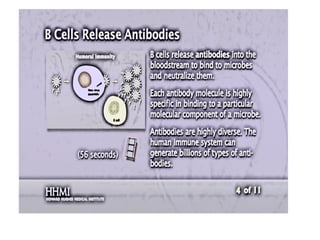 Releasing of antib0dies
 