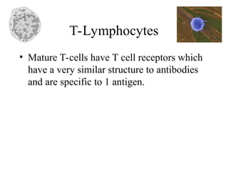 • Mature T-cells have T cell receptors which
have a very similar structure to antibodies
and are specific to 1 antigen.
T-Lymphocytes
 