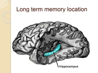 Long term memory location
 
