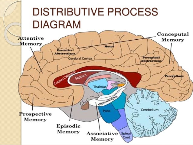 Brain Memory Diagram