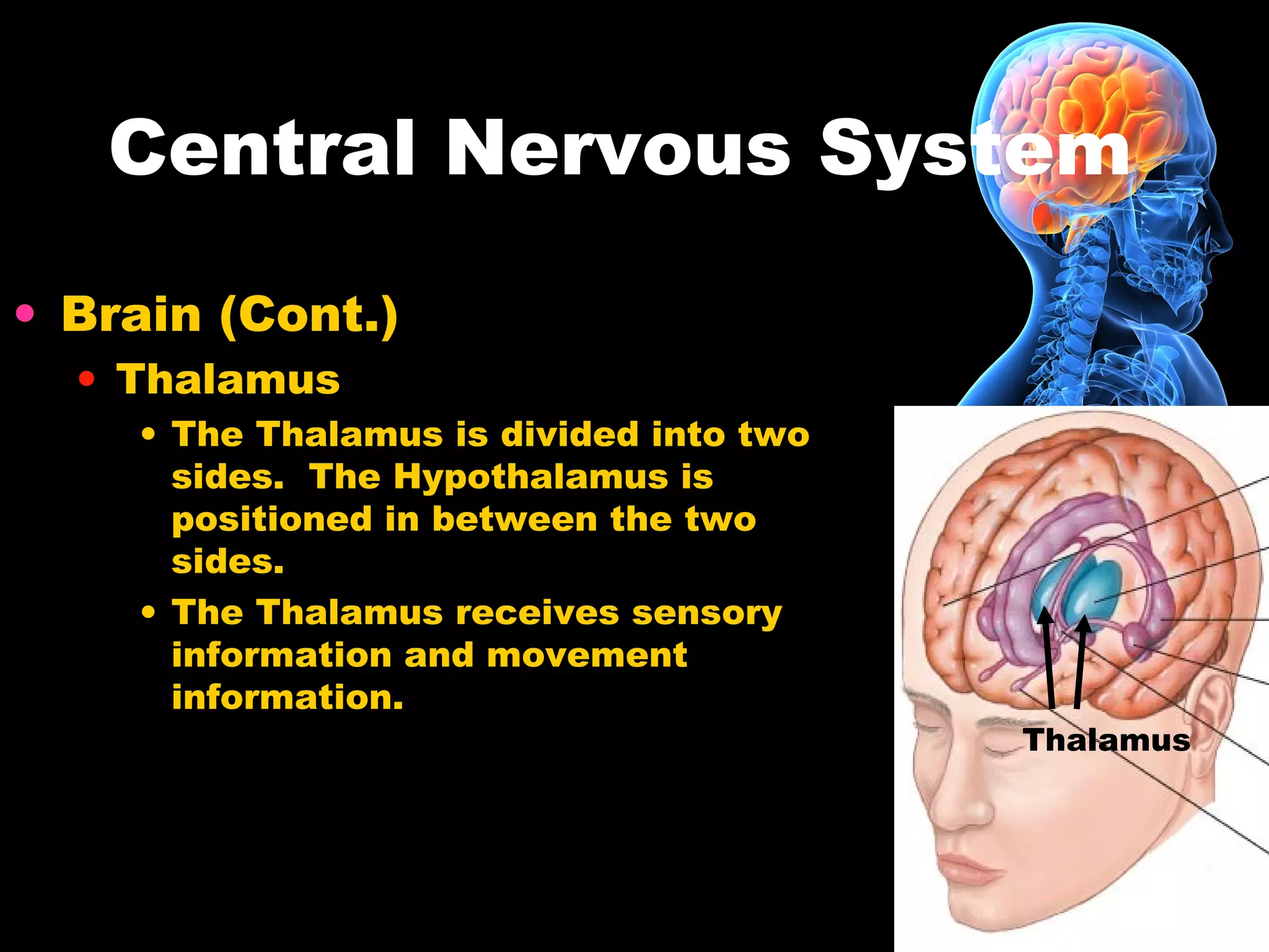 Central Nervous System
• Brain (Cont.)
• Thalamus
• The Thalamus is divided into two
sides. The Hypothalamus is
positioned in between the two
sides.
• The Thalamus receives sensory
information and movement
information.
Thalamus
 