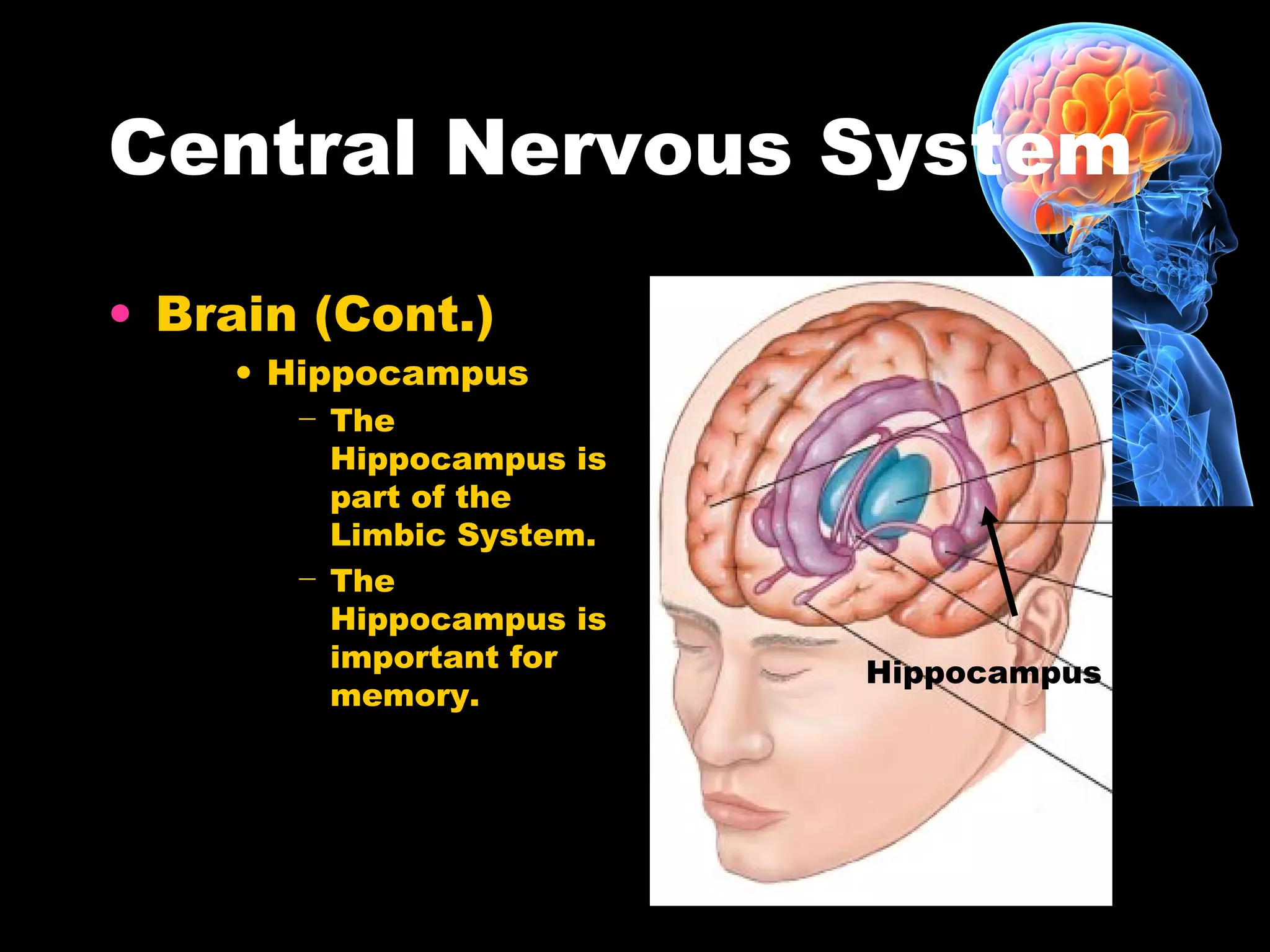 Central Nervous System
• Brain (Cont.)
• Hippocampus
− The
Hippocampus is
part of the
Limbic System.
− The
Hippocampus is
important for
memory.
Hippocampus
 