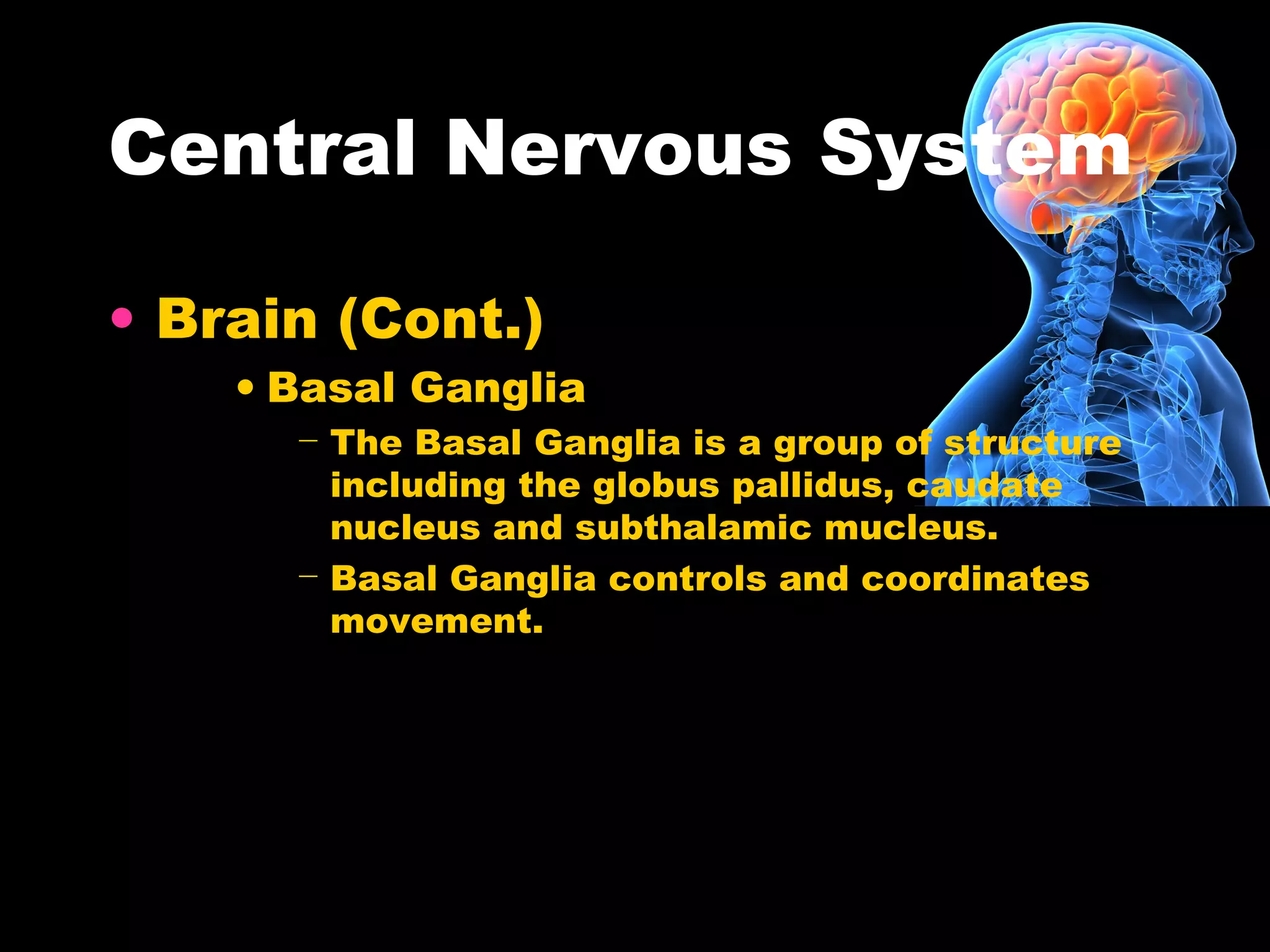 Central Nervous System
• Brain (Cont.)
• Basal Ganglia
− The Basal Ganglia is a group of structure
including the globus pallidus, caudate
nucleus and subthalamic mucleus.
− Basal Ganglia controls and coordinates
movement.
 