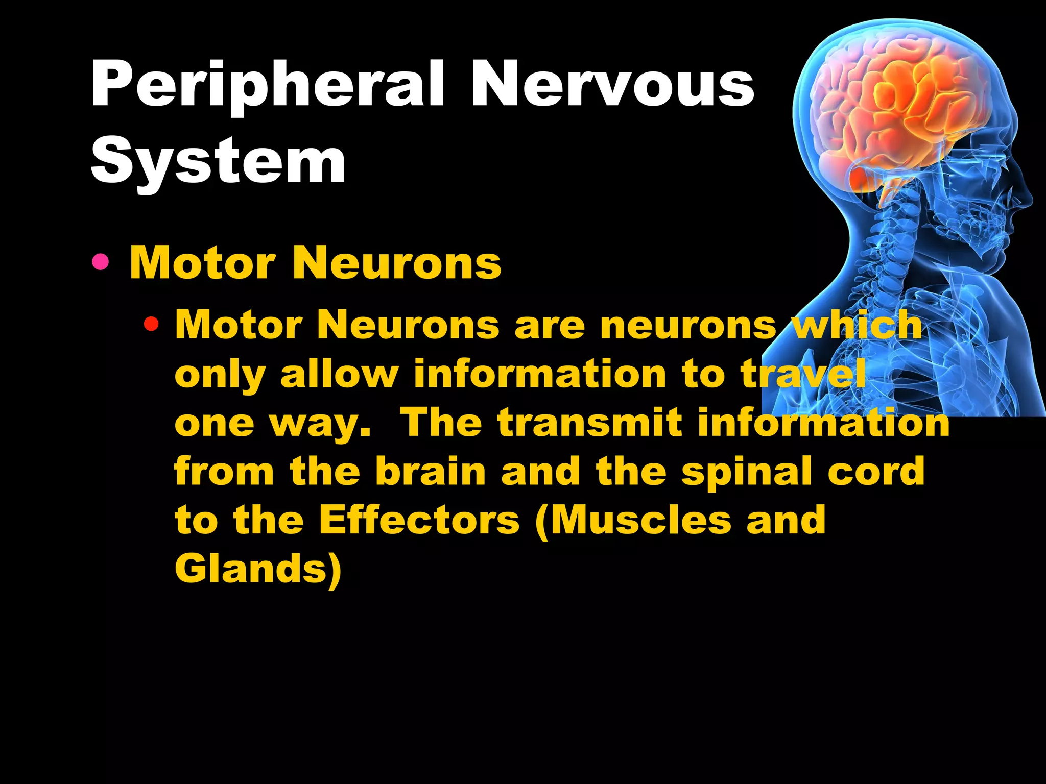 Peripheral Nervous
System
• Motor Neurons
• Motor Neurons are neurons which
only allow information to travel
one way. The transmit information
from the brain and the spinal cord
to the Effectors (Muscles and
Glands)
 