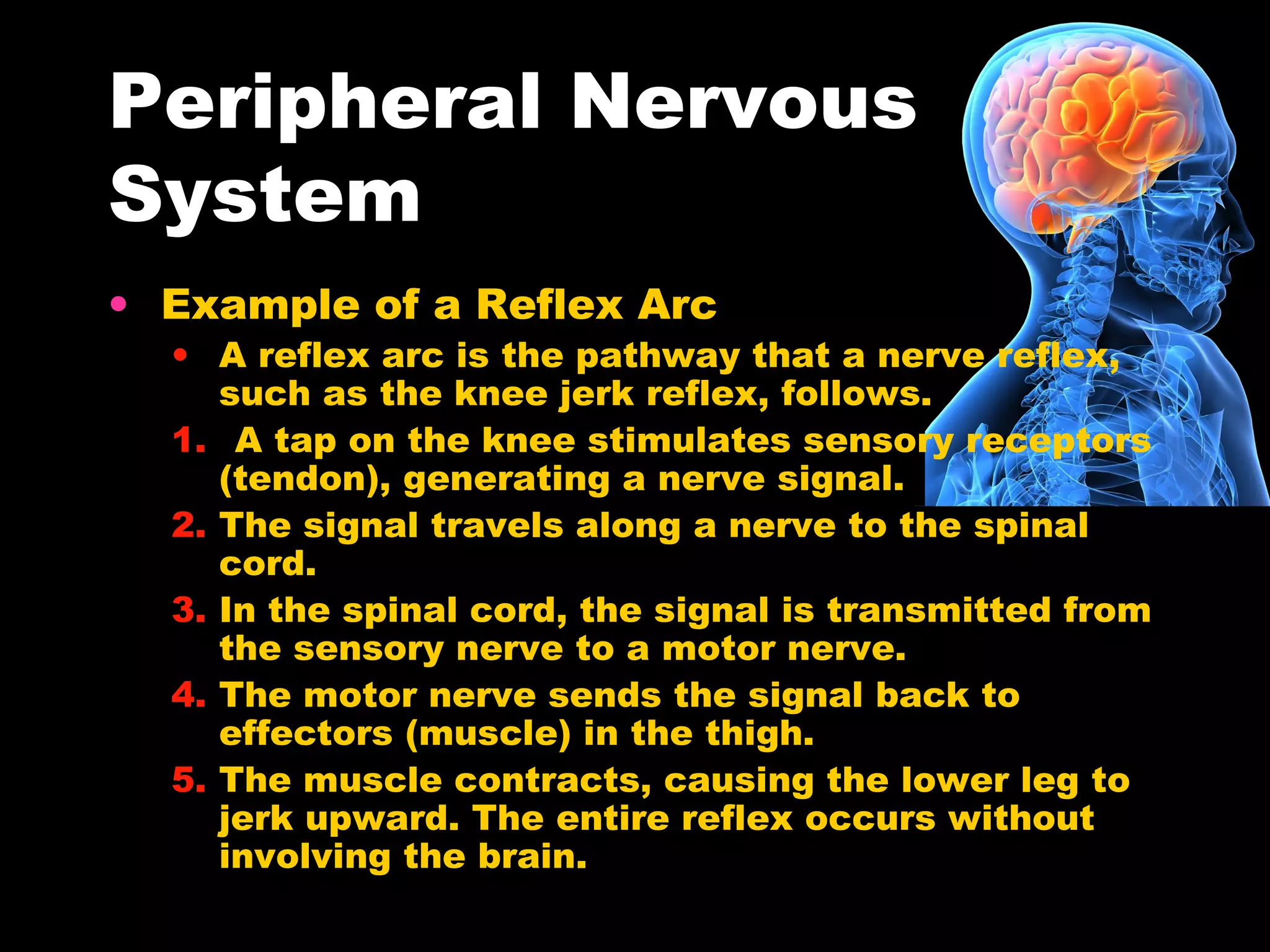 Peripheral Nervous
System
• Example of a Reflex Arc
• A reflex arc is the pathway that a nerve reflex,
such as the knee jerk reflex, follows.
1. A tap on the knee stimulates sensory receptors
(tendon), generating a nerve signal.
2. The signal travels along a nerve to the spinal
cord.
3. In the spinal cord, the signal is transmitted from
the sensory nerve to a motor nerve.
4. The motor nerve sends the signal back to
effectors (muscle) in the thigh.
5. The muscle contracts, causing the lower leg to
jerk upward. The entire reflex occurs without
involving the brain.
 
