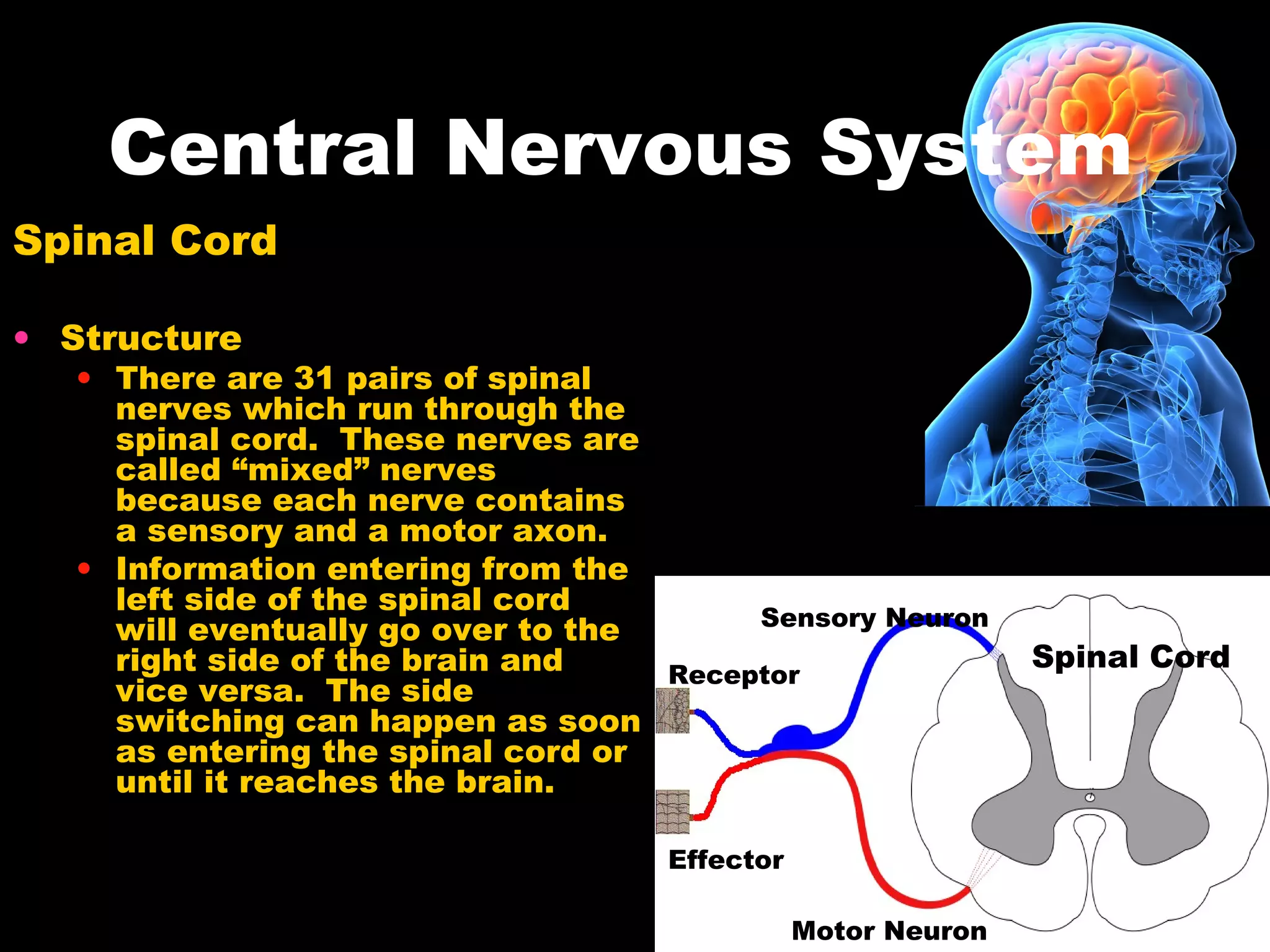 Central Nervous System
Spinal Cord
• Structure
• There are 31 pairs of spinal
nerves which run through the
spinal cord. These nerves are
called “mixed” nerves
because each nerve contains
a sensory and a motor axon.
• Information entering from the
left side of the spinal cord
will eventually go over to the
right side of the brain and
vice versa. The side
switching can happen as soon
as entering the spinal cord or
until it reaches the brain.
Spinal Cord
Sensory Neuron
Motor Neuron
Receptor
Effector
 