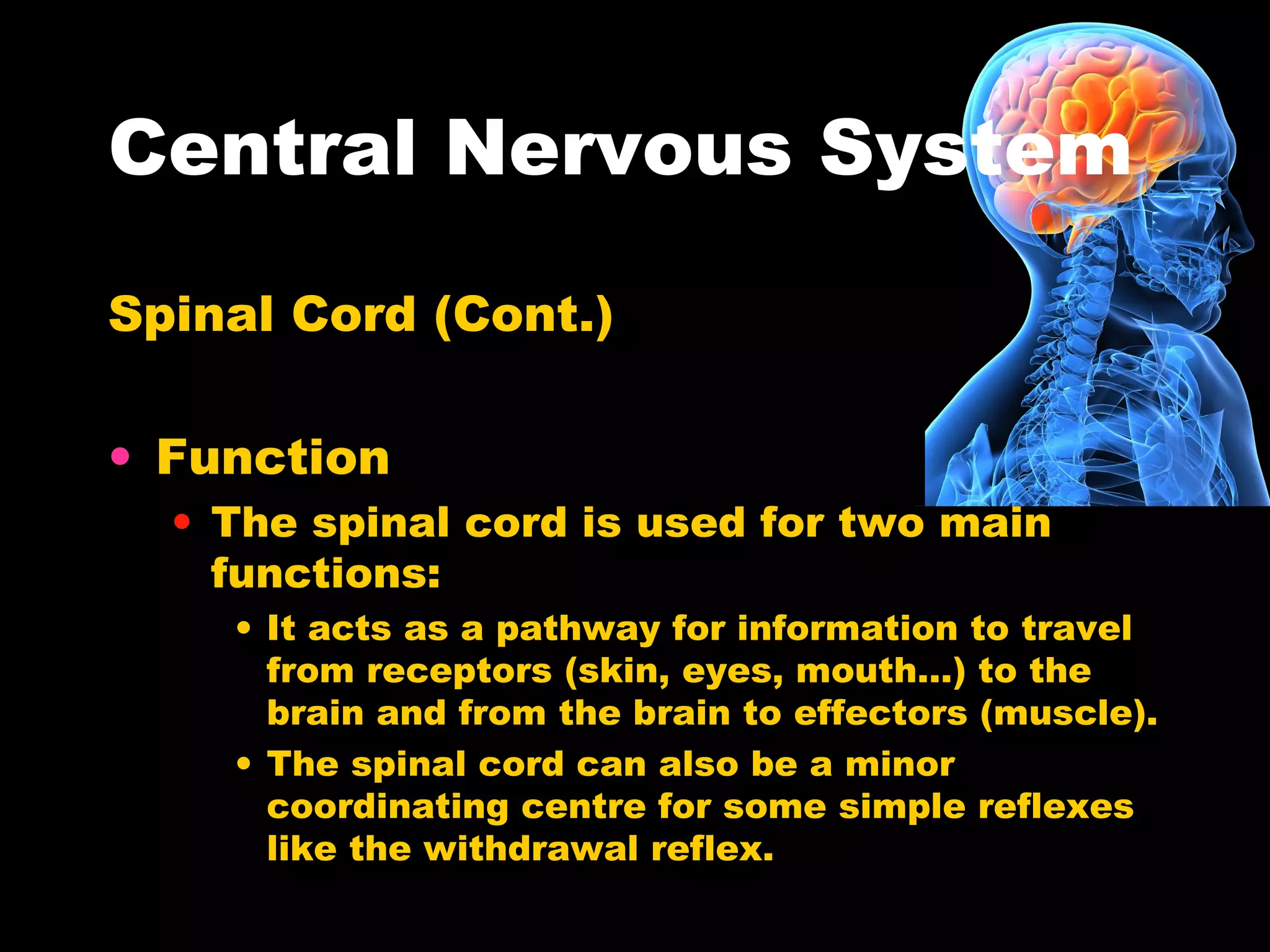 Central Nervous System
Spinal Cord (Cont.)
• Function
• The spinal cord is used for two main
functions:
• It acts as a pathway for information to travel
from receptors (skin, eyes, mouth…) to the
brain and from the brain to effectors (muscle).
• The spinal cord can also be a minor
coordinating centre for some simple reflexes
like the withdrawal reflex.
 