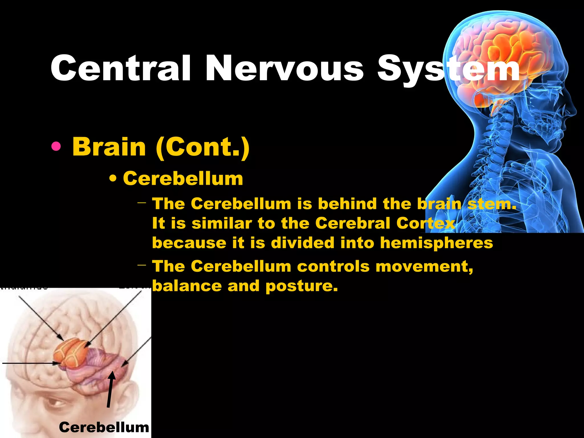 Central Nervous System
• Brain (Cont.)
• Cerebellum
− The Cerebellum is behind the brain stem.
It is similar to the Cerebral Cortex
because it is divided into hemispheres
− The Cerebellum controls movement,
balance and posture.
Cerebellum
 