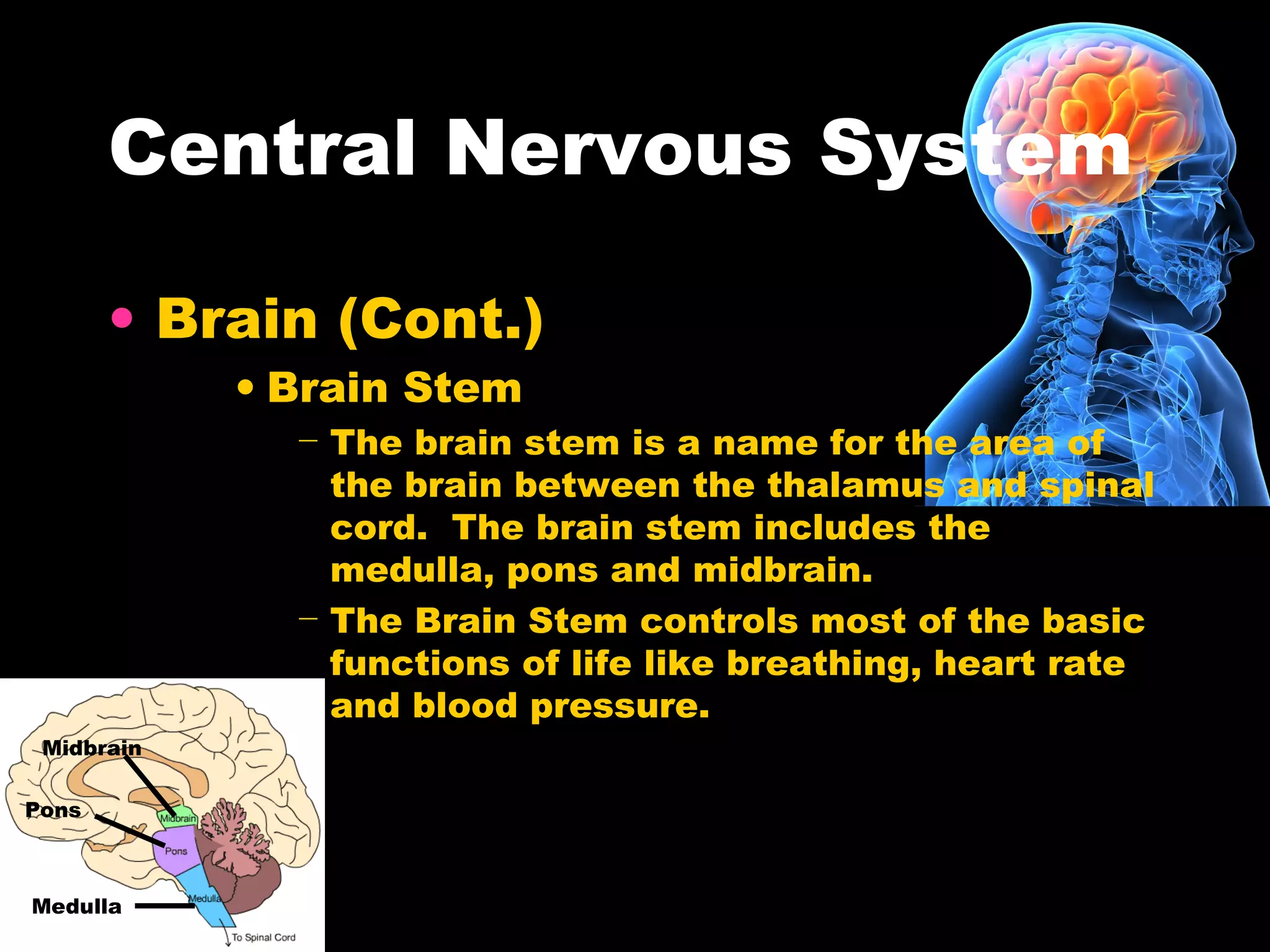 Central Nervous System
• Brain (Cont.)
• Brain Stem
− The brain stem is a name for the area of
the brain between the thalamus and spinal
cord. The brain stem includes the
medulla, pons and midbrain.
− The Brain Stem controls most of the basic
functions of life like breathing, heart rate
and blood pressure.
Midbrain
Pons
Medulla
 