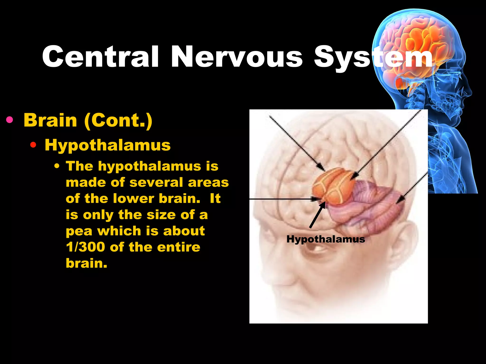 Central Nervous System
• Brain (Cont.)
• Hypothalamus
• The hypothalamus is
made of several areas
of the lower brain. It
is only the size of a
pea which is about
1/300 of the entire
brain.
Hypothalamus
 