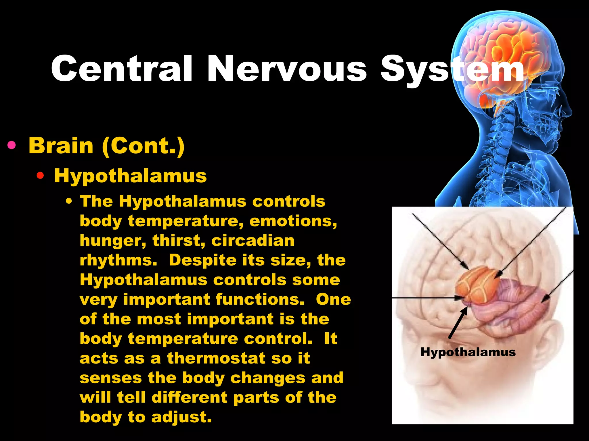 Central Nervous System
• Brain (Cont.)
• Hypothalamus
• The Hypothalamus controls
body temperature, emotions,
hunger, thirst, circadian
rhythms. Despite its size, the
Hypothalamus controls some
very important functions. One
of the most important is the
body temperature control. It
acts as a thermostat so it
senses the body changes and
will tell different parts of the
body to adjust.
Hypothalamus
 
