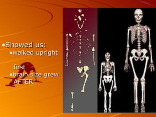 •Showed us:
 •walked upright

  first
 •brain size grew
  AFTER.
 