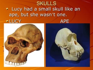 SKULLS
 Lucy had a small skull like an
ape, but she wasn’t one.
LUCY                 APE
 