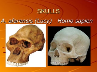 SKULLS
A. afarensis (Lucy)   Homo sapien
 