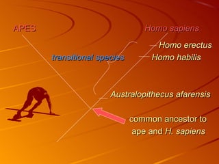 APES                             Homo sapiens
                                    Homo erectus
       transitional species        Homo habilis



                       Australopithecus afarensis

                              common ancestor to
                               ape and H. sapiens
 