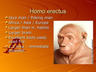 Homo erectus
Java man / Peking man
Africa / Asia / Europe
Larger than H. habilis
Larger brain
Excellent tools used,
used fire
1.5 mya – immediate
ancestor
 