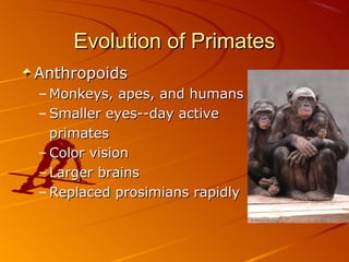 Evolution of Primates
Anthropoids
– Monkeys, apes, and humans
– Smaller eyes--day active
  primates
– Color vision
– Larger brains
– Replaced prosimians rapidly
 