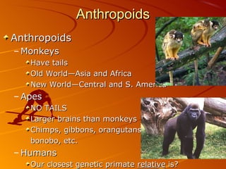 Anthropoids
Anthropoids
– Monkeys
   Have tails
   Old World—Asia and Africa
   New World—Central and S. America
– Apes
   NO TAILS
   Larger brains than monkeys
   Chimps, gibbons, orangutans,
   bonobo, etc.
– Humans
   Our closest genetic primate relative is?
 