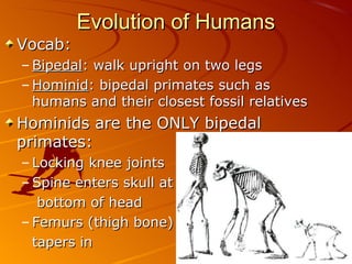 Evolution of Humans
Vocab:
– Bipedal: walk upright on two legs
– Hominid: bipedal primates such as
  humans and their closest fossil relatives
Hominids are the ONLY bipedal
primates:
– Locking knee joints
– Spine enters skull at
   bottom of head
– Femurs (thigh bone)
  tapers in
 