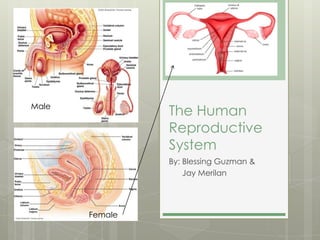 Male
                The Human
                Reproductive
                System
                By: Blessing Guzman &
                    Jay Merilan




       Female
 