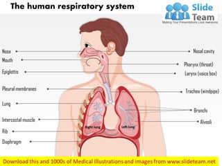 The human respiratory system
Nasal cavity
Pharynx (throat)
Larynx (voice box)
Trachea (windpipe)
Bronchi
Alveoli
Diaphragm
Rib
Intercostal muscle
Lung
Right lung Left lung
Pleural membranes
Epiglottis
Mouth
Nose
 