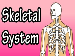 The Human Skeletal System
 
