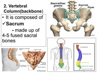 The human skeletal system | PDF
