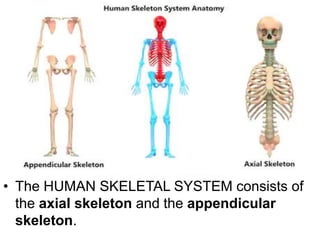 The human skeletal system | PDF