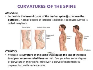 CURVATURES OF THE SPINE
LORDOSIS:
• Lordosis is the inward curve of the lumbar spine (just above the
buttocks). A small degree of lordosis is normal. Too much curving is
called swayback.
KYPHOSIS:
• Kyphosis is curvature of the spine that causes the top of the back
to appear more rounded than normal. Everyone has some degree
of curvature in their spine. However, a curve of more than 45
degrees is considered excessive
 