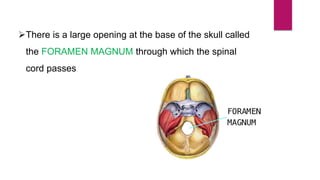 There is a large opening at the base of the skull called
the FORAMEN MAGNUM through which the spinal
cord passes
 