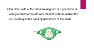 On either side of the foramen magnum is a projection or
condyle which articulate with the first vertebra (called the
ATLAS) to give the nodding movement of the head
 