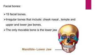 Facial bones:
15 facial bones.
Irregular bones that include: cheek nasal , temple and
upper and lower jaw bones.
The only movable bone is the lower jaw.
Mandible- Lower Jaw
 