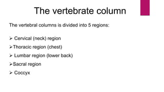The vertebrate column
The vertebral columns is divided into 5 regions:
 Cervical (neck) region
Thoracic region (chest)
 Lumbar region (lower back)
Sacral region
 Coccyx
 