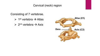Cervical (neck) region
Consisting of 7 vertebrae.
 1st vertebra  Atlas
 2nd vertebra  Axis
 