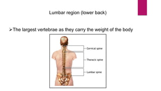 Lumbar region (lower back)
The largest vertebrae as they carry the weight of the body
 