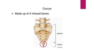 Coccyx
 Made up of 4 infused bones
 