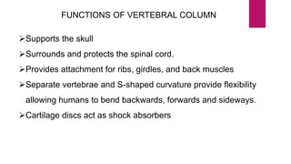 FUNCTIONS OF VERTEBRAL COLUMN
Supports the skull
Surrounds and protects the spinal cord.
Provides attachment for ribs, girdles, and back muscles
Separate vertebrae and S-shaped curvature provide flexibility
allowing humans to bend backwards, forwards and sideways.
Cartilage discs act as shock absorbers
 