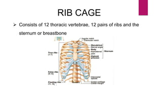 RIB CAGE
 Consists of 12 thoracic vertebrae, 12 pairs of ribs and the
sternum or breastbone
 