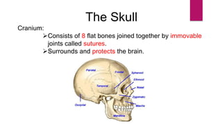 The Skull
Cranium:
Consists of 8 flat bones joined together by immovable
joints called sutures.
Surrounds and protects the brain.
 